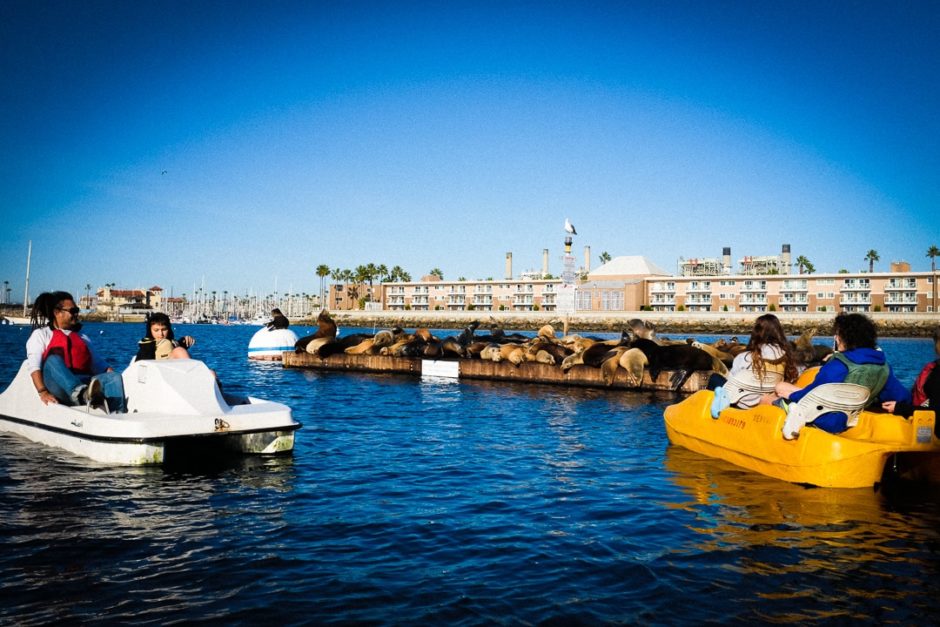 "Sea Lions" Redondo Beach, 2016